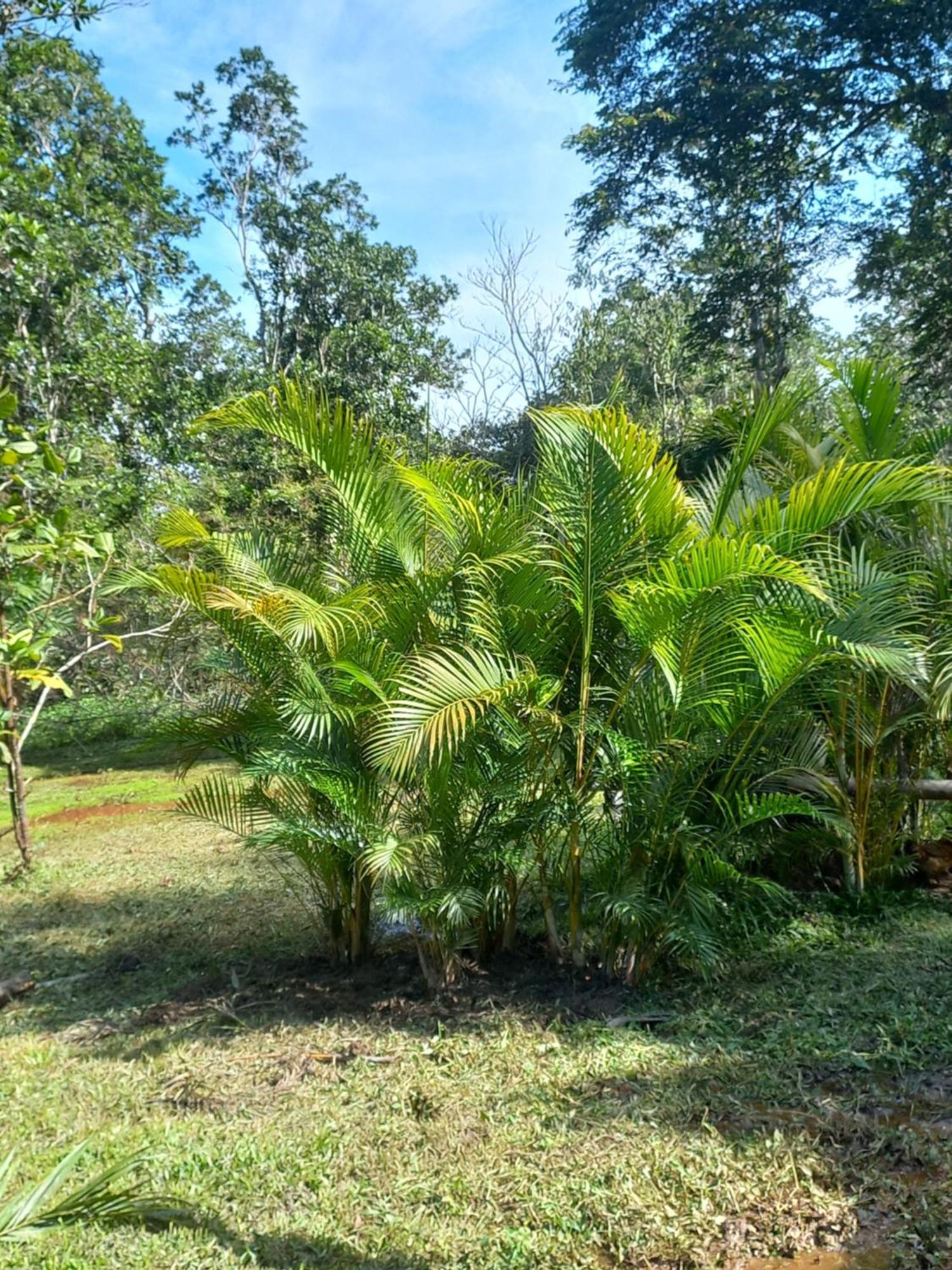 Recanto Dos Lobosco Villa Araquari Buitenkant foto